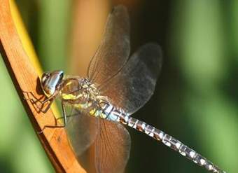 Libélula Libélula
