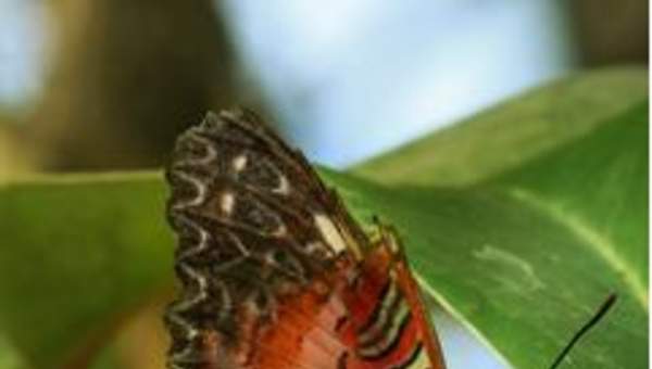 Mariposa Leopardo Mariposa Leopardo