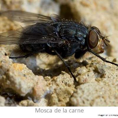 Mosca de la carne Mosca de la carne