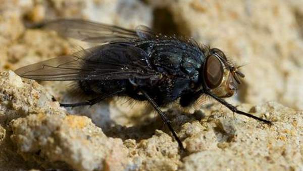 Mosca de la carne Mosca de la carne