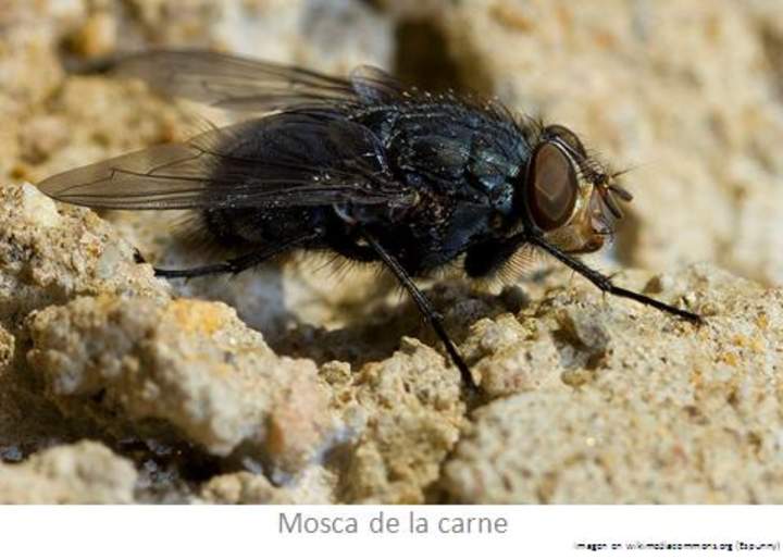 Mosca de la carne Mosca de la carne