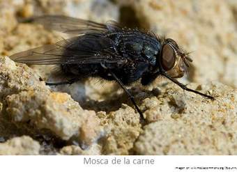 Mosca de la carne Mosca de la carne