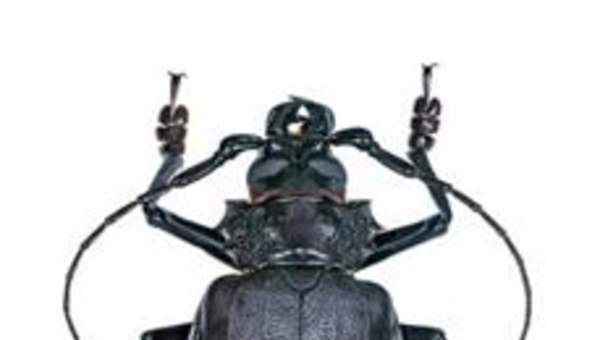 Insecto weta Insecto weta