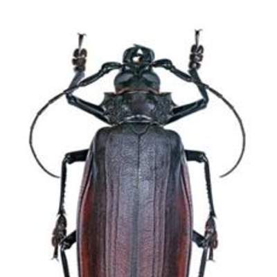 Insecto weta Insecto weta