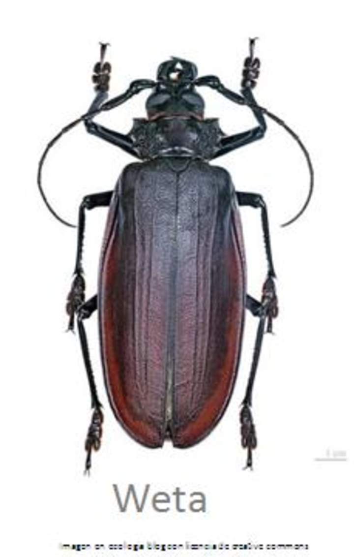 Insecto weta Insecto weta