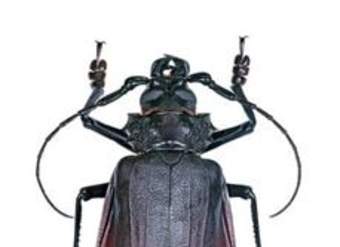 Insecto weta Insecto weta