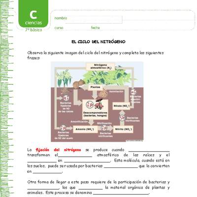 El ciclo del nitrógeno El ciclo del nitrógeno