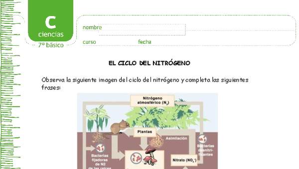 El ciclo del nitrógeno El ciclo del nitrógeno