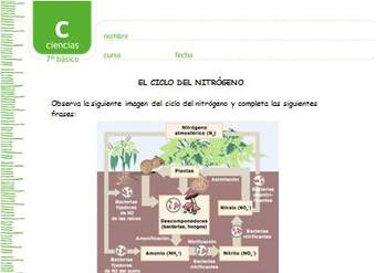 El ciclo del nitrógeno El ciclo del nitrógeno
