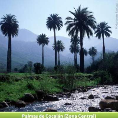 Palmas de Cocalán, Zona Central Palmas de Cocalán, Zona Central