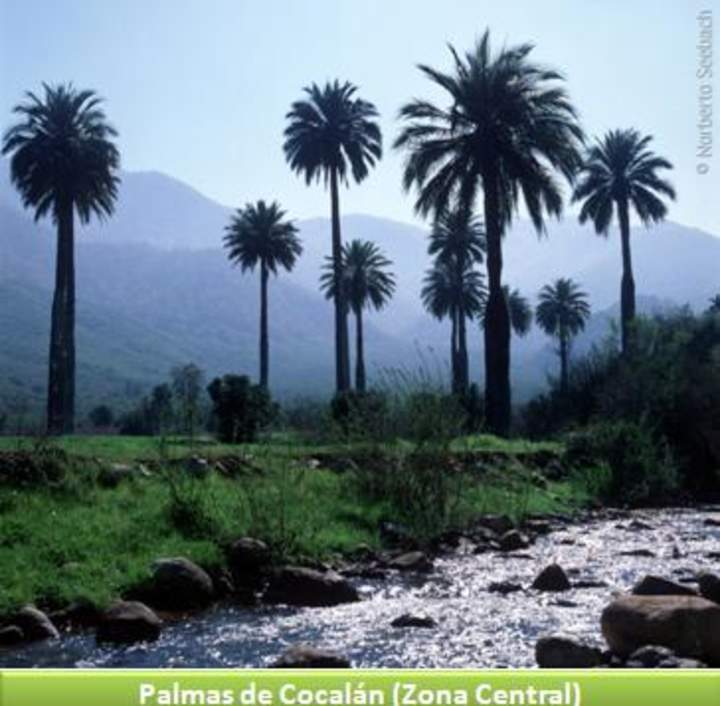 Palmas de Cocalán, Zona Central Palmas de Cocalán, Zona Central