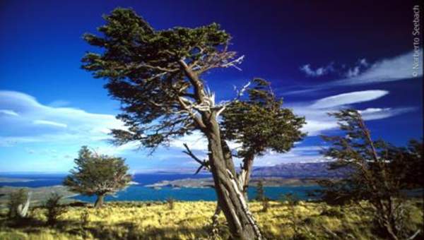 Bahía Ibáñez, Zona Austral Bahía Ibáñez, Zona Austral