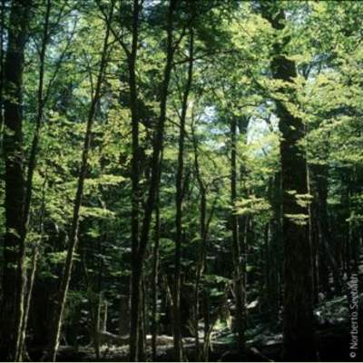 Lengas de Tamango, Zona Sur Lengas de Tamango, Zona Sur