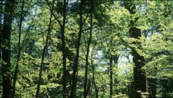 Lengas de Tamango, Zona Sur Lengas de Tamango, Zona Sur