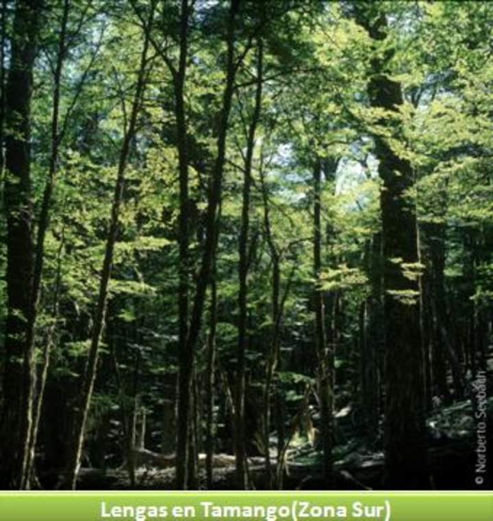 Lengas de Tamango, Zona Sur Lengas de Tamango, Zona Sur