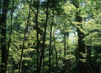 Lengas de Tamango, Zona Sur Lengas de Tamango, Zona Sur