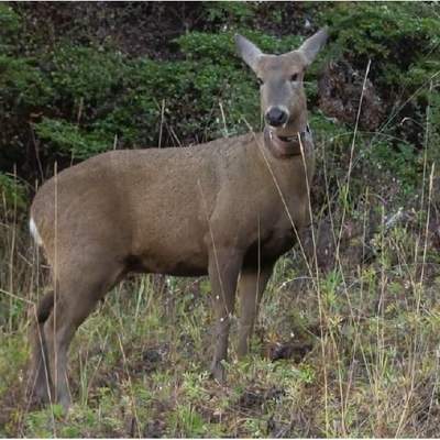 Huemul Huemul