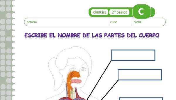 Escribe el nombre de los órganos del cuerpo humano Escribe el nombre de los órganos del cuerpo humano