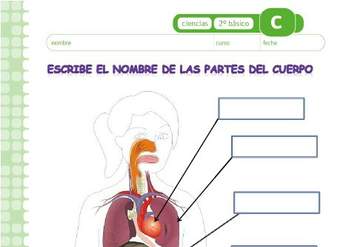 Escribe el nombre de los órganos del cuerpo humano Escribe el nombre de los órganos del cuerpo humano