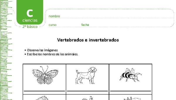 Vertebrados e invertebrados Vertebrados e invertebrados