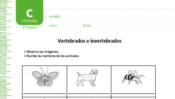Vertebrados e invertebrados Vertebrados e invertebrados