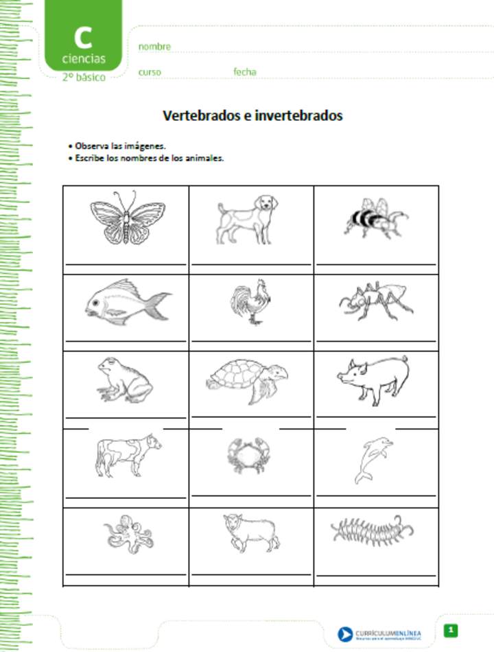 Vertebrados e invertebrados Vertebrados e invertebrados