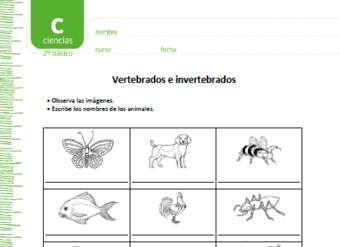 Vertebrados e invertebrados Vertebrados e invertebrados
