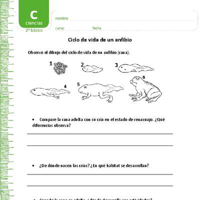 Ciclo de vida de un anfibio Ciclo de vida de un anfibio