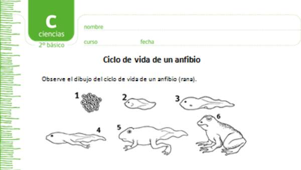 Ciclo de vida de un anfibio Ciclo de vida de un anfibio