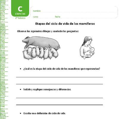 Etapas del ciclo de vida de los mamíferos Etapas del ciclo de vida de los mamíferos