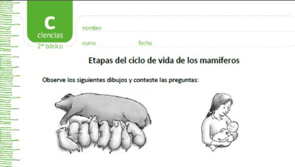 Etapas del ciclo de vida de los mamíferos Etapas del ciclo de vida de los mamíferos