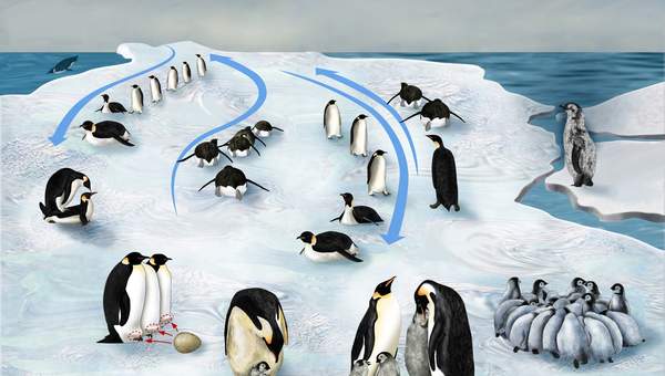 Ciclo de vida de un pingüino Ciclo de vida de un pingüino