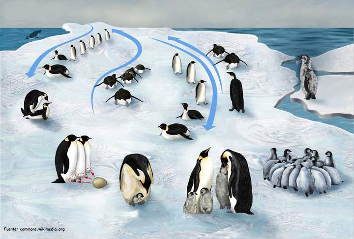 Ciclo de vida de un pingüino Ciclo de vida de un pingüino