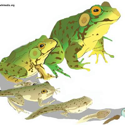 Ciclo de vida de una rana Ciclo de vida de una rana