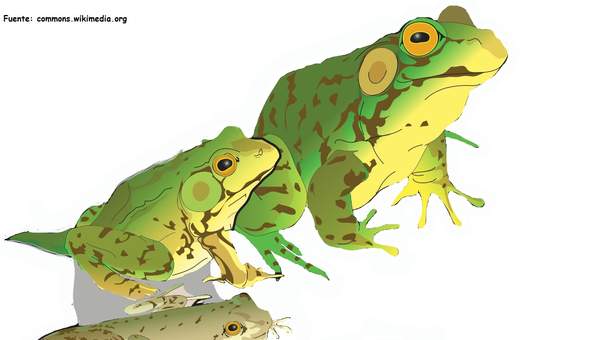 Ciclo de vida de una rana Ciclo de vida de una rana