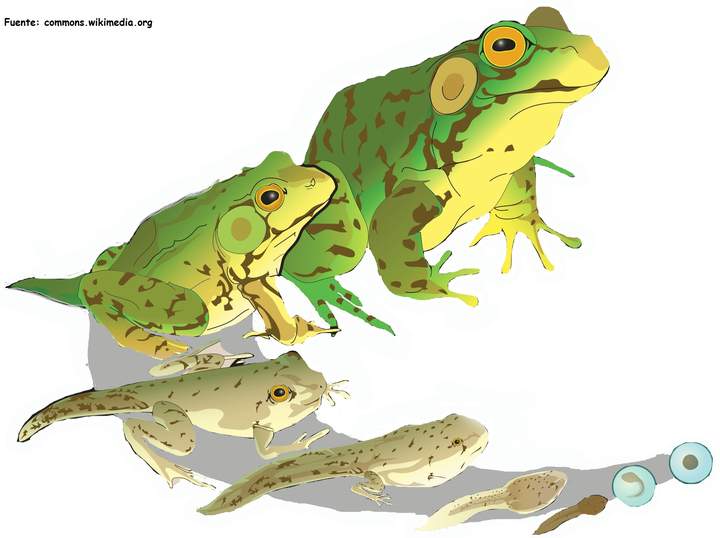 Ciclo de vida de una rana Ciclo de vida de una rana