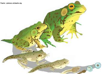 Ciclo de vida de una rana Ciclo de vida de una rana