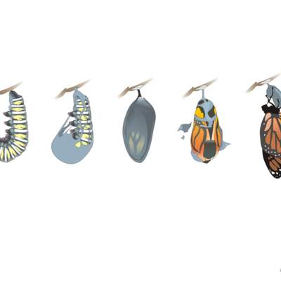 Ciclo de vida de una mariposa Ciclo de vida de una mariposa