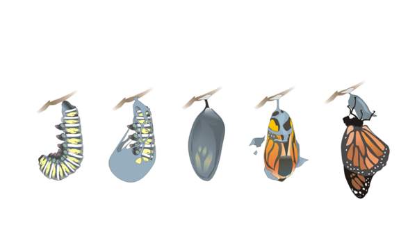 Ciclo de vida de una mariposa Ciclo de vida de una mariposa