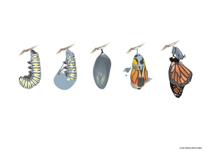 Ciclo de vida de una mariposa Ciclo de vida de una mariposa