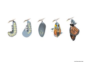 Ciclo de vida de una mariposa Ciclo de vida de una mariposa