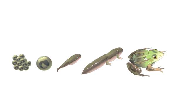Ciclo de vida de una rana Ciclo de vida de una rana