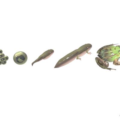 Ciclo de vida de una rana Ciclo de vida de una rana