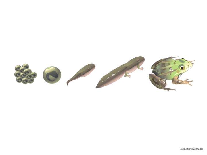 Ciclo de vida de una rana Ciclo de vida de una rana