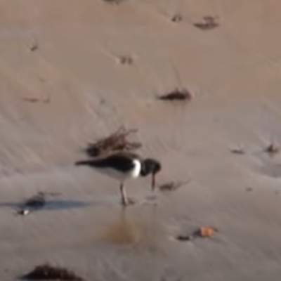 Video de Actividad sugerida: LC01 - KAWÉSQAR - U2 - N°3: CONOCEN SONIDOS ONOMATOPÉYICOS Y APRENDEN ALGUNAS PALABRAS EN KAWÉSQAR. Video de Actividad sugerida: LC01 - KAWÉSQAR - U2 - N°3: CONOCEN SONIDOS ONOMATOPÉYICOS Y APRENDEN ALGUNAS PALABRAS EN KAWÉSQAR.