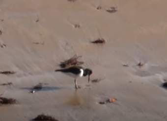 Video de Actividad sugerida: LC01 - KAWÉSQAR - U2 - N°3: CONOCEN SONIDOS ONOMATOPÉYICOS Y APRENDEN ALGUNAS PALABRAS EN KAWÉSQAR. Video de Actividad sugerida: LC01 - KAWÉSQAR - U2 - N°3: CONOCEN SONIDOS ONOMATOPÉYICOS Y APRENDEN ALGUNAS PALABRAS EN KAWÉSQAR.