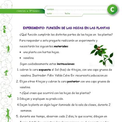 Experimento: La función de las hojas en las plantas Experimento: La función de las hojas en las plantas