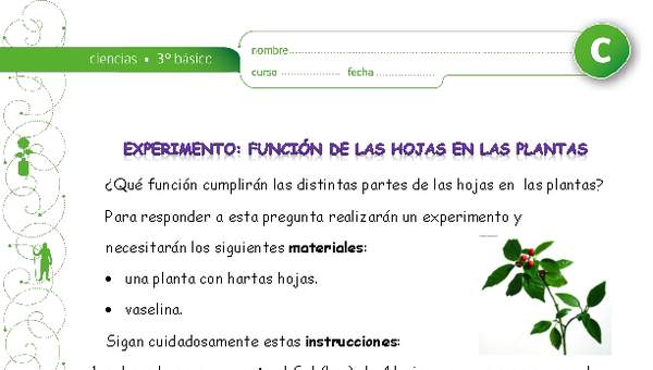 Experimento: La función de las hojas en las plantas Experimento: La función de las hojas en las plantas