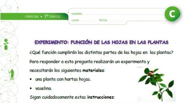 Experimento: La función de las hojas en las plantas Experimento: La función de las hojas en las plantas
