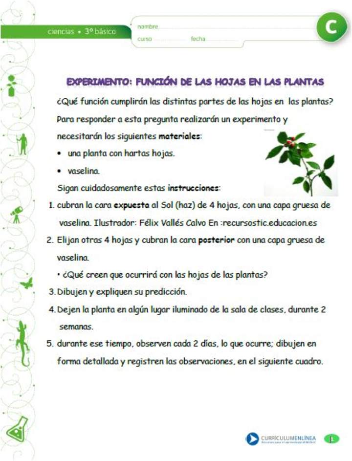 Experimento: La función de las hojas en las plantas Experimento: La función de las hojas en las plantas